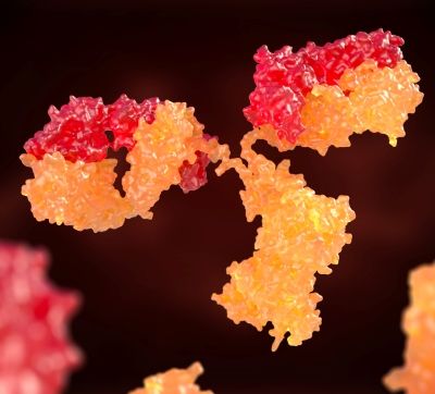 Human antibody artificially colored red and orange.
